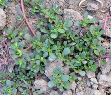 Doğada, toprakta, bir yabani ot gibi purslane yetişir (Portulaca oleracea)
