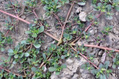 Doğada, toprakta, bir yabani ot gibi purslane yetişir (Portulaca oleracea)