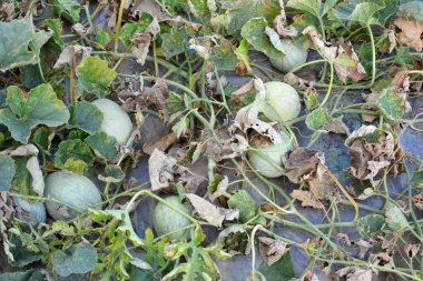 Yazın, karpuzlar açık organik topraklarda yetişir.