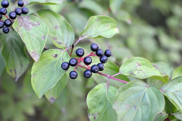 Černé Bobule Cornus Sanguinea Dozrávají Větvi Keře — Stock fotografie