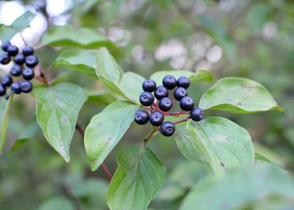 Černé Bobule Cornus Sanguinea Dozrávají Větvi Keře — Stock fotografie