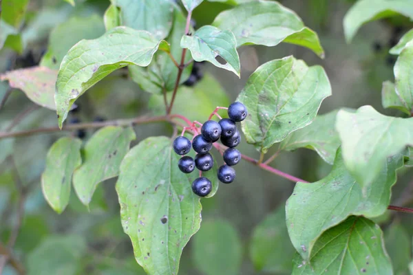 Schwarze Beeren Von Cornus Sanguinea Reifen Auf Einem Zweig Eines — Stockfoto