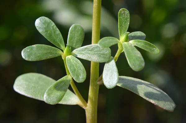 Doğada Toprakta Bir Yabani Gibi Purslane Yetişir Portulaca Oleracea — Stok fotoğraf