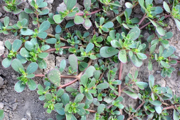 Doğada, toprakta, bir yabani ot gibi purslane yetişir (Portulaca oleracea)