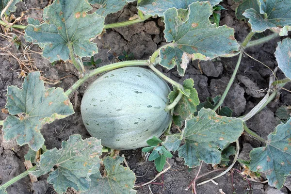 Yazın, karpuzlar açık organik topraklarda yetişir.