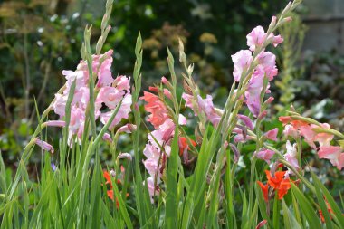 Yazın, gladiolus çiçek tarhında açar.