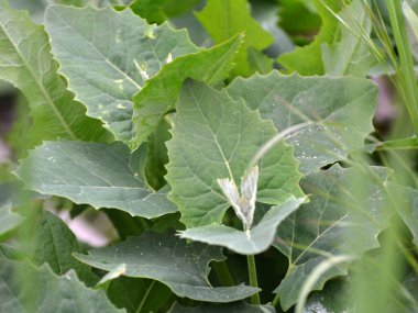 İlkbaharda, bahçede yenilebilir bitkisel orach (Atriplex hortensis) yetişir.