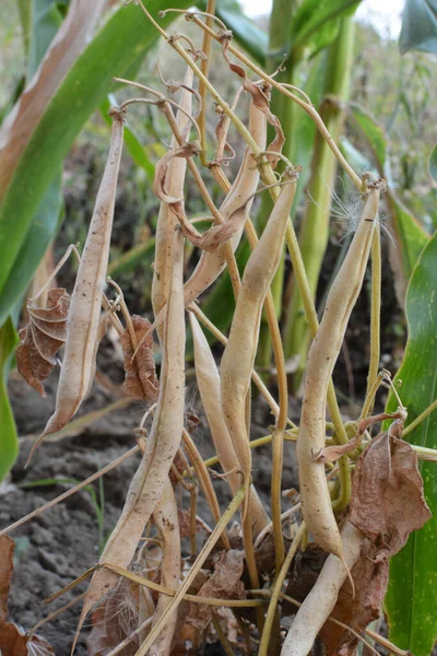 On the stem of a bean crop of ripe pods