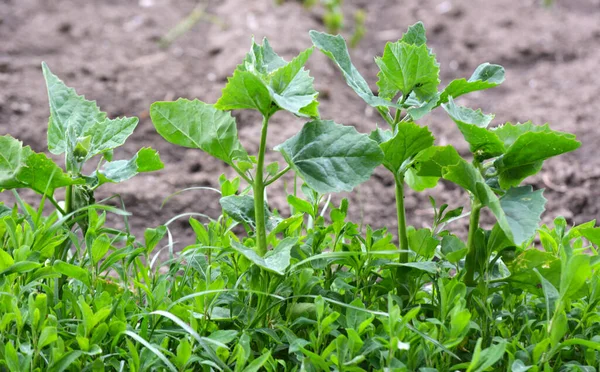 庭に食用植物のカラシ Atriplex Hortensis が成長します — ストック写真