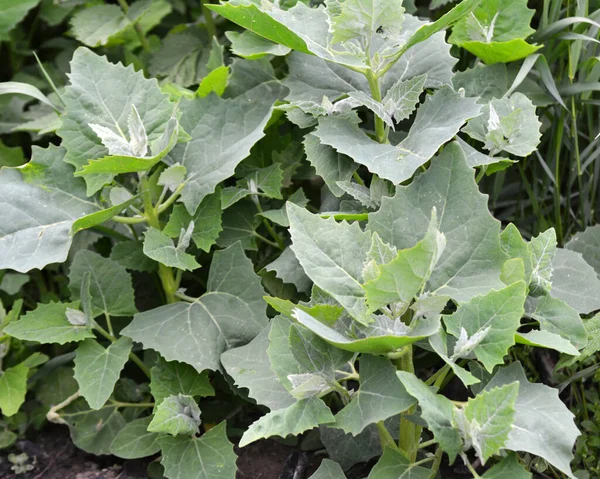 Lkbaharda Bahçede Yenilebilir Bitkisel Orach Atriplex Hortensis Yetişir — Stok fotoğraf