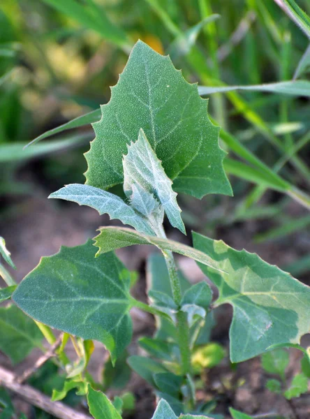 Primavera Pianta Commestibile Orach Atriplex Hortensis Cresce Giardino — Foto Stock