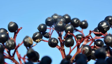 Yaban mersinlerinde olgun siyah çimenli yaşlı (Sambucus ebulus))