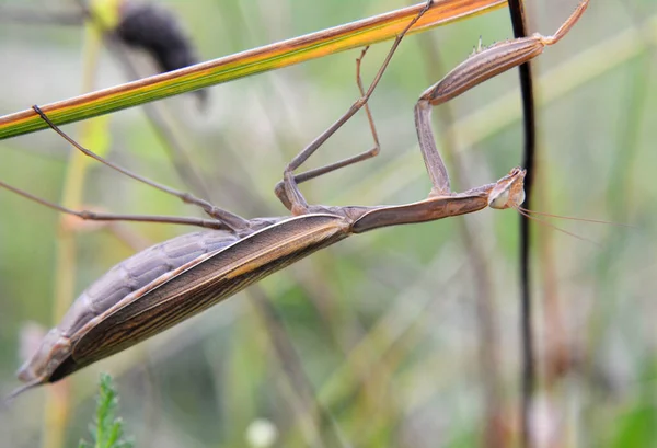 Het Wild Close Van Het Roofdier Insect Mantis Religiosa — Stockfoto