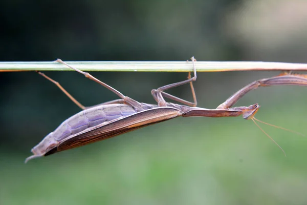 Στην Άγρια Φύση Κλείστε Αρπακτικό Έντομο Mantis Religiosa — Φωτογραφία Αρχείου