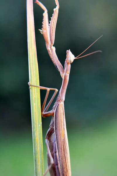 Natureza Perto Inseto Predador Mantis Religiosa — Fotografia de Stock