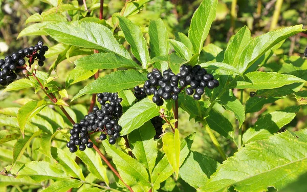 Las Bayas Silvestres Maduras Saúco Negro Sambucus Ebulus —  Fotos de Stock