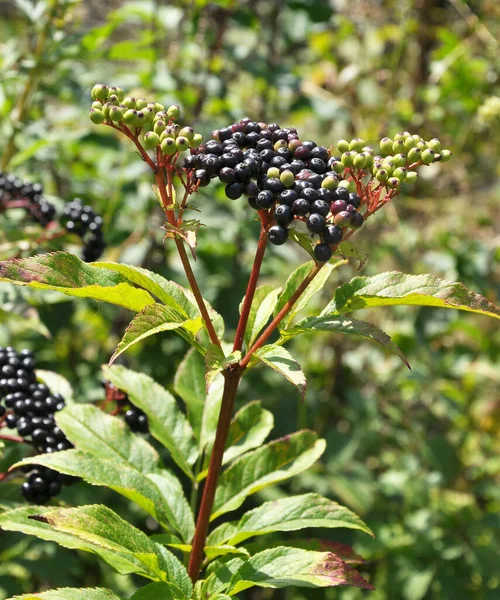 Лесных Ягодах Спелых Черной Траве Старейшины Sambucus Ebulus — стоковое фото