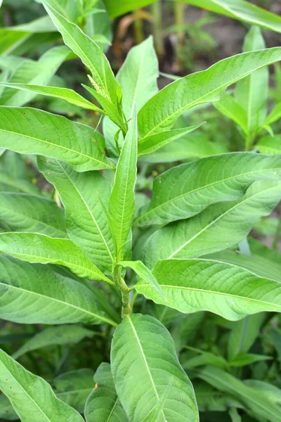 Hierba Persicaria Lapathifolia Crece Campo Entre Los Cultivos Agrícolas —  Fotos de Stock