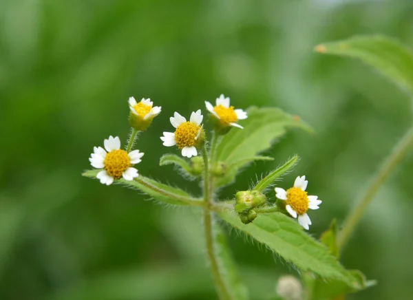 Una Delle Specie Erbaccia Fiorisce Nel Campo Galinsoga Parviflora — Foto Stock