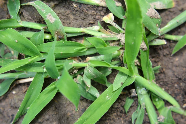 Freier Wildbahn Wächst Digitaria Sanguinalis Auf Dem Feld Wie Ein — Stockfoto