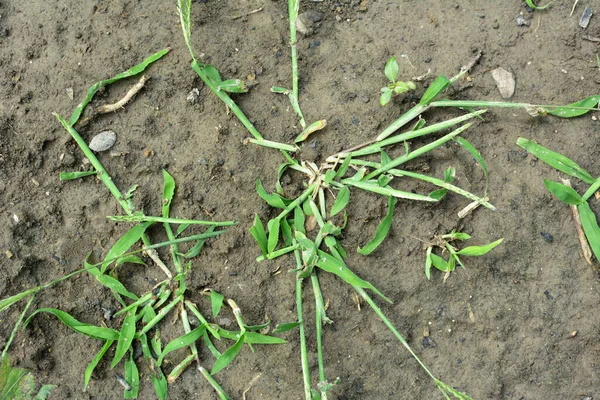 Freier Wildbahn Wächst Digitaria Sanguinalis Auf Dem Feld Wie Ein — Stockfoto