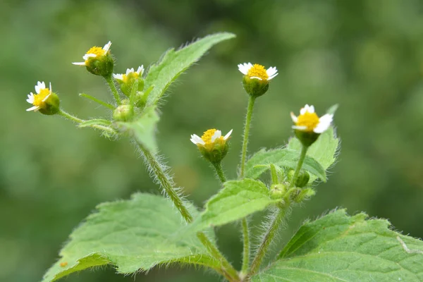 One Weed Species Blooms Field Galinsoga Parviflora — Stock Photo, Image