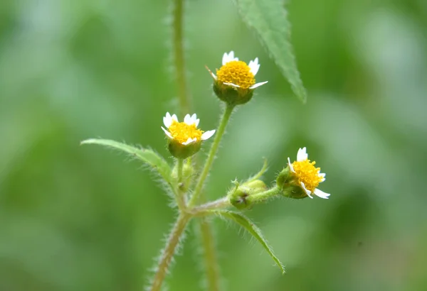 Один Видів Бур Янів Цвіте Полі Galinsoga Parviflora — стокове фото