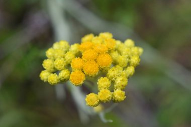Yazın vahşi doğada, çiçeklerin büyümesi (Helichrysum arenaryumu))