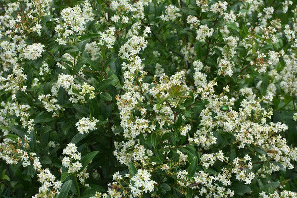 Printemps Cornouiller Ordinaire Ligustrum Vulgare Fleurit Dans Nature — Photo