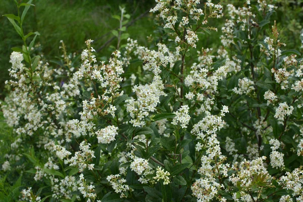 Την Άνοιξη Συνηθισμένο Privet Ligustrum Vulgare Ανθίζει Στην Άγρια Φύση — Φωτογραφία Αρχείου