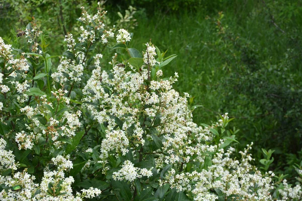 Την Άνοιξη Συνηθισμένο Privet Ligustrum Vulgare Ανθίζει Στην Άγρια Φύση — Φωτογραφία Αρχείου