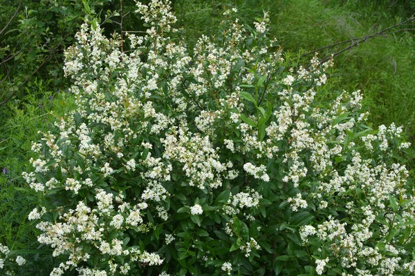 ในฤด ใบไม ามะหย ธรรมดา Ligustrum Vulowski ปผาในป — ภาพถ่ายสต็อก