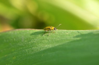 Bitki zararlı bir böcektir - Batı mısır böceği (Diabrotica virgifera virgifera virgifera)