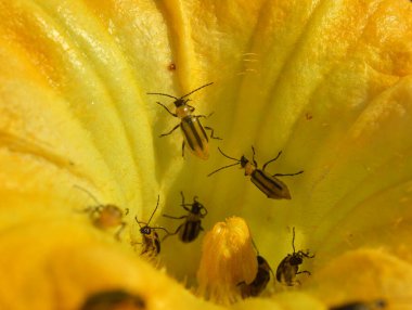 Bitki zararlı bir böcektir - Batı mısır böceği (Diabrotica virgifera virgifera virgifera)
