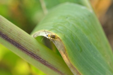 Bitki zararlı bir böcektir - Batı mısır böceği (Diabrotica virgifera virgifera virgifera)