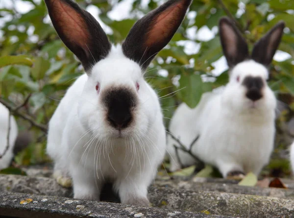 Ein Erwachsenes Kaninchen Der Kalifornischen Rasse — Stockfoto