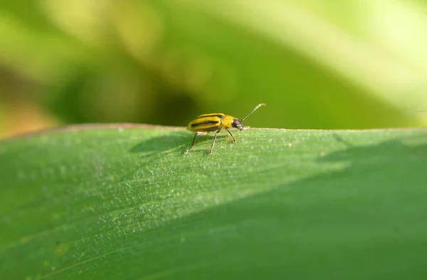 Rostlina Škodlivý Hmyz Západní Kukuřičný Brouk Diabrotica Virgifera Virgifera — Stock fotografie