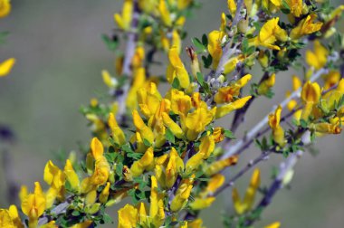 Baharda (Chamaecytisus ruthenicus) vahşi doğada çiçek açar.