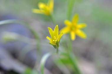 Erken bahar bitkisi Gagea Lutea ormanda açar.