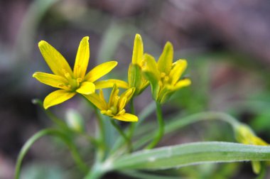 Erken bahar bitkisi Gagea Lutea ormanda açar.