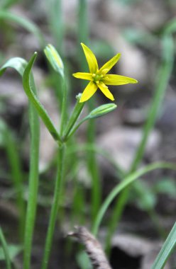 Erken bahar bitkisi Gagea Lutea ormanda açar.