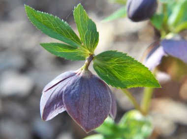 Vahşi doğada bahar ormanları çiçek açar Helleborus purpurpurascens