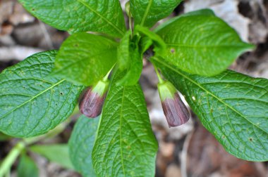 Ormandaki ilkbaharda nadir bulunan Scopolia Carniolica bitkisi çiçek açar.