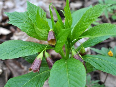 Ormandaki ilkbaharda nadir bulunan Scopolia Carniolica bitkisi çiçek açar.