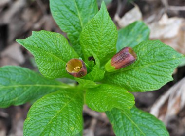 Ormandaki ilkbaharda nadir bulunan Scopolia Carniolica bitkisi çiçek açar.