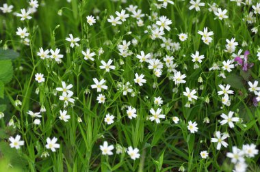 Vahşi ormanda bahar, Stellaria holostea çiçeğini açar.