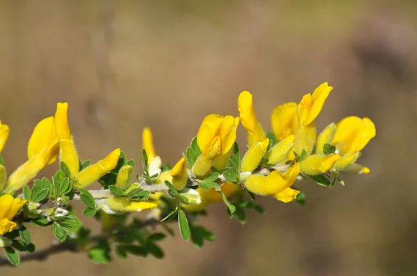 Våren Chamaecytisus Ruthenicus Blommar Naturen — Stockfoto