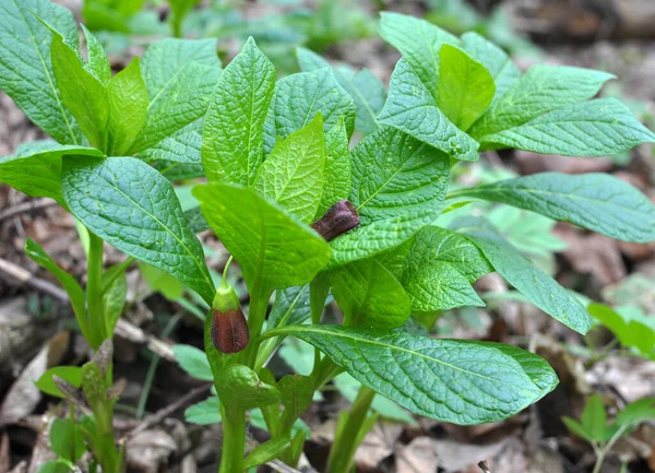 在春天的森林里 野花盛开着稀有的植物 — 图库照片