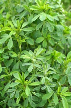 Bahar tarlasında genç yoncalar büyür.