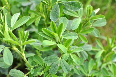 Bahar tarlasında genç yoncalar büyür.